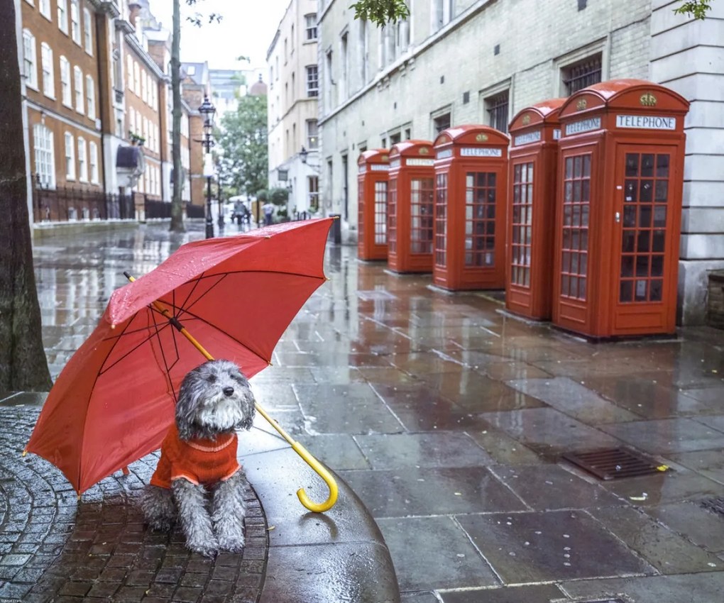 Poszter 60x50cm Kutya esernyővel a londoni utcában, Assaf Frank