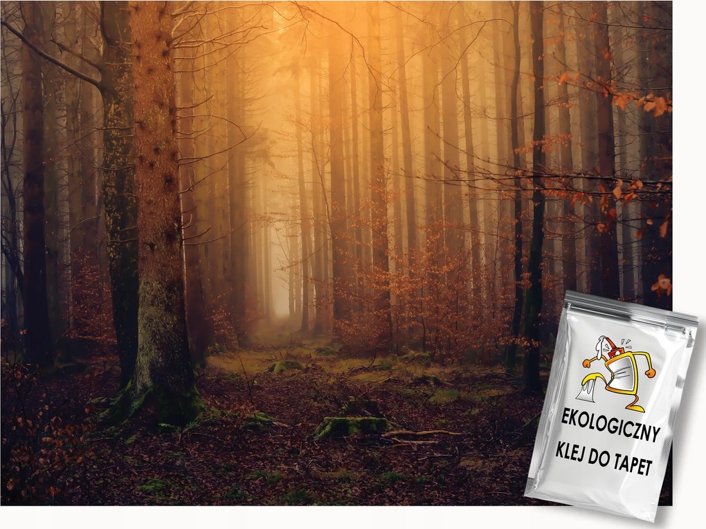 Fotótapéta Flizelina Tájkép Természet Erdő Fák Ősz Fény 250x175 ragasztó