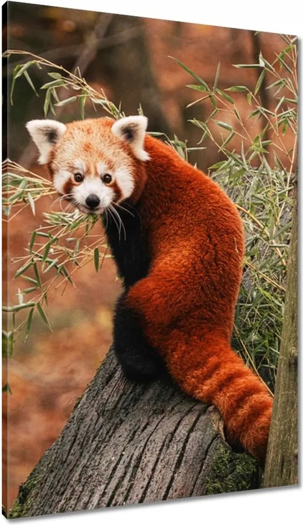 Vászonkép 60x90 Panda vörös panda kis panda piros kisebb