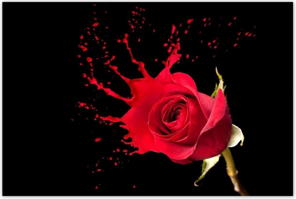 Poszterek 120x80 Fröccsenő rózsa