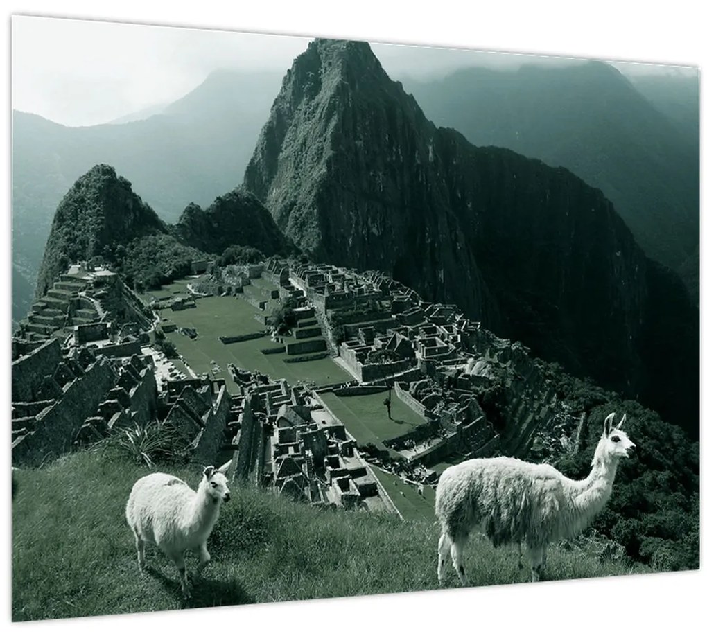 Üveg kép - Lámák a perui Machu Picchunál (70x50 cm)