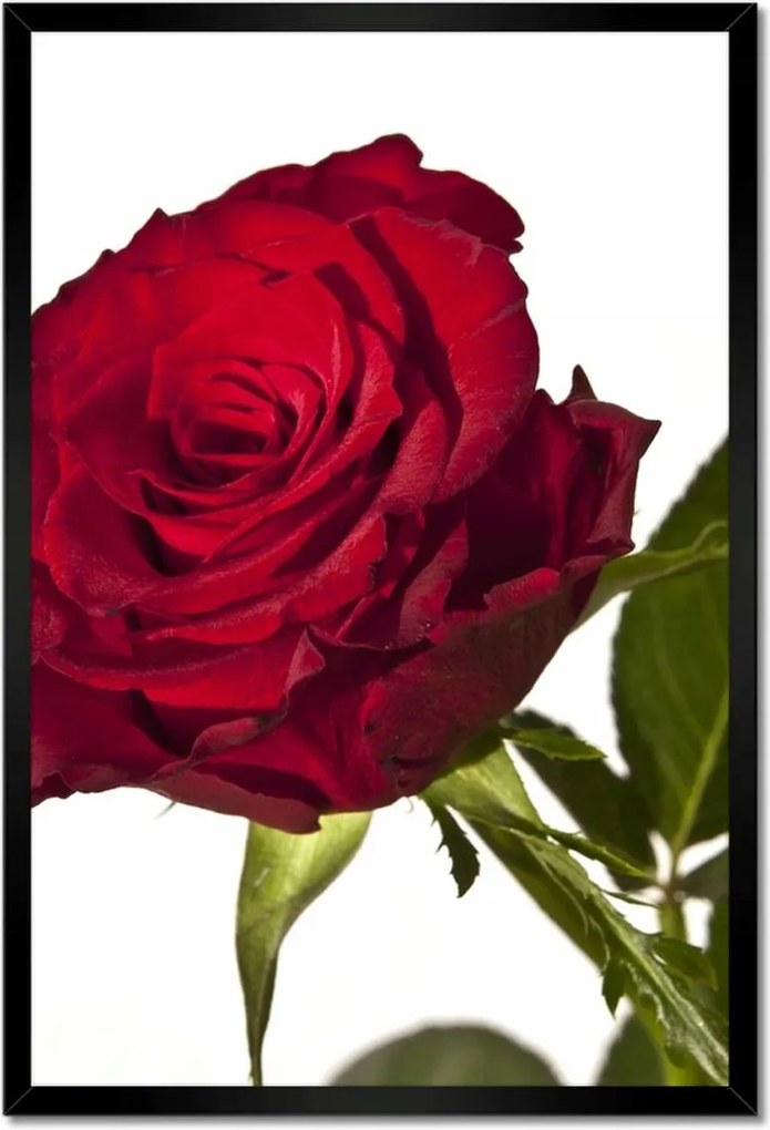 Poszterek keretben 40x60 Vörös rózsa