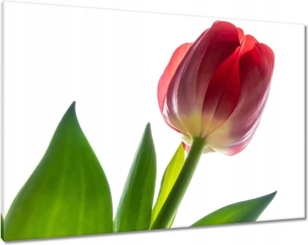 Vászonkép 100x70 Piros tulipán Virág