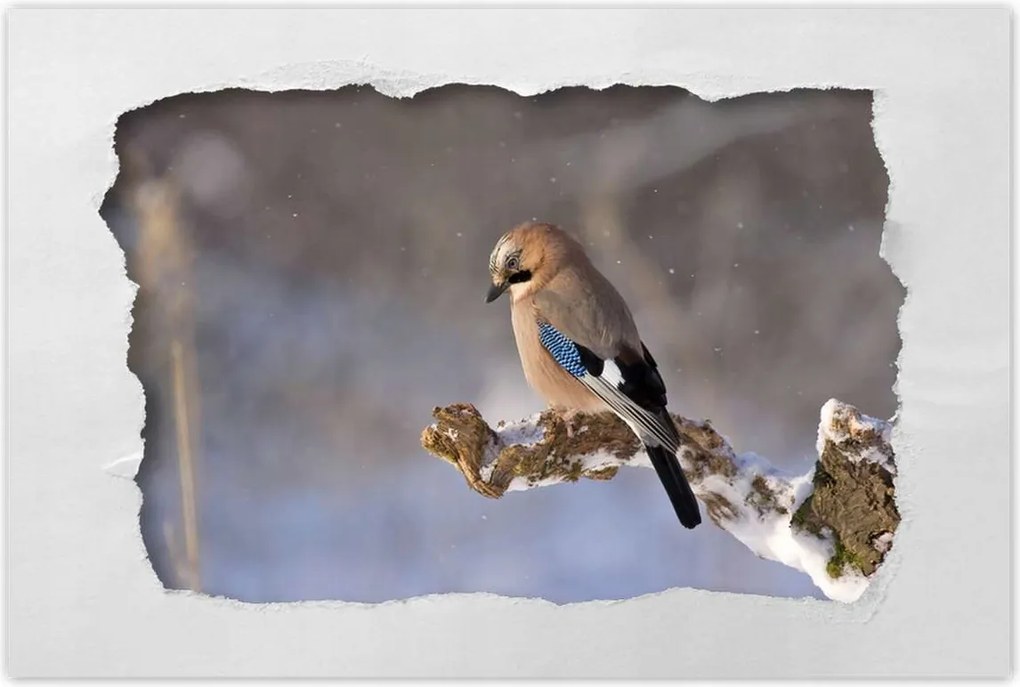 Poszterek 60x40 Magányos madár Madár