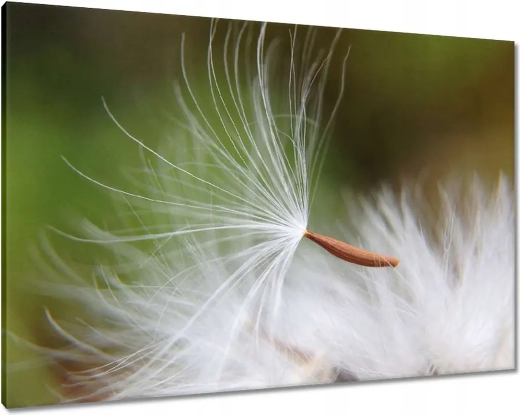 Vászonkép 100x70 Pitypang Virág Virágok