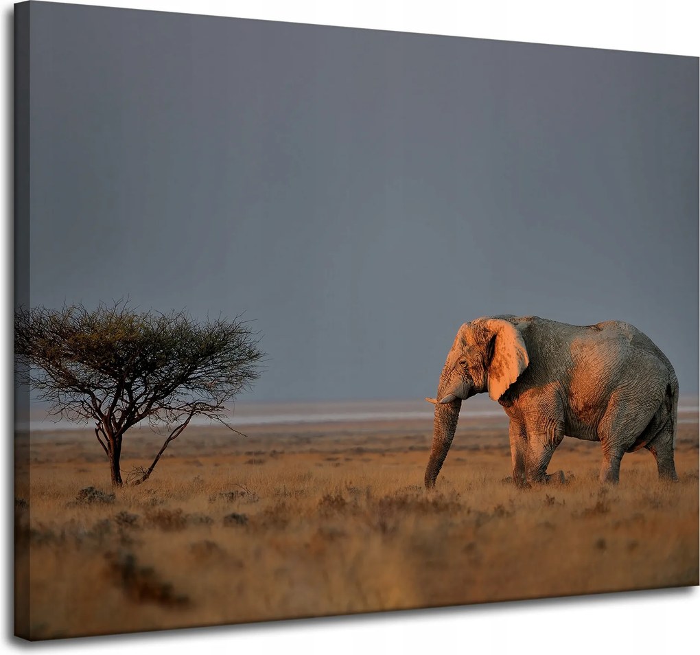 Vászonkép Elefánt szavanna Afrika Ég Fű 100x80 cm