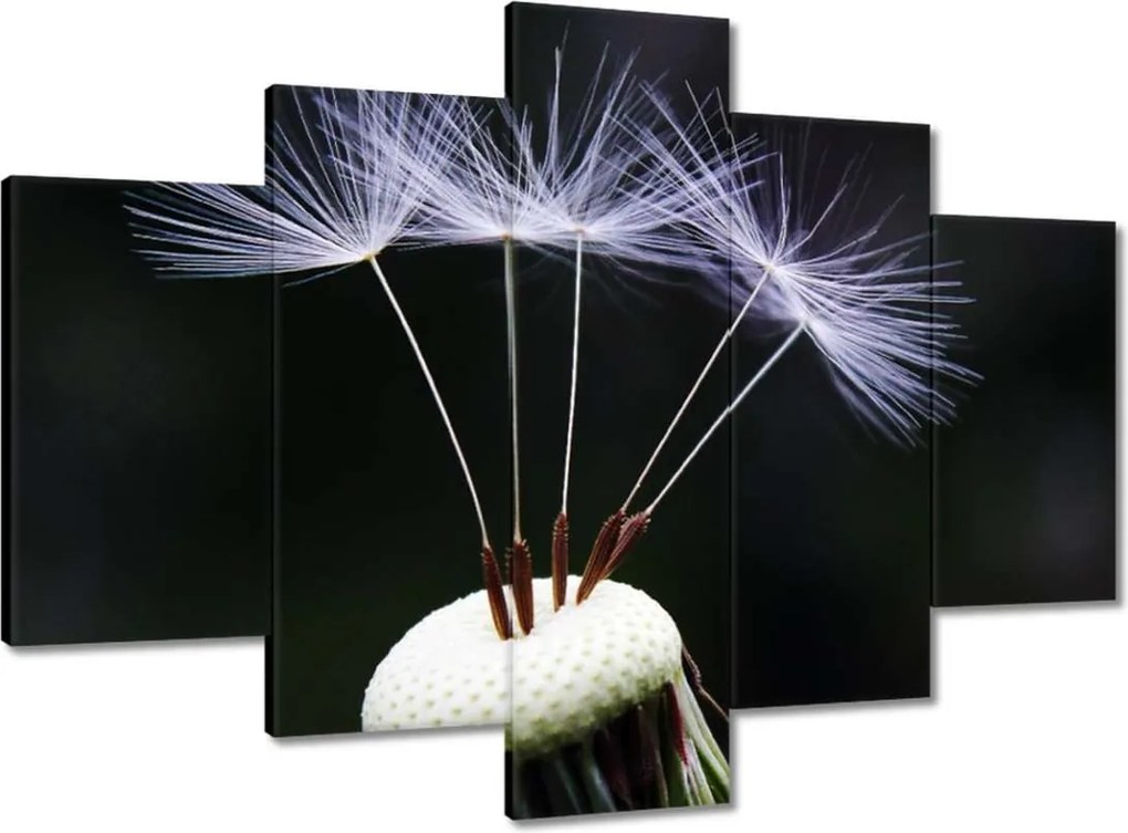 Képek 150x105 Pitypang Virág Virágok