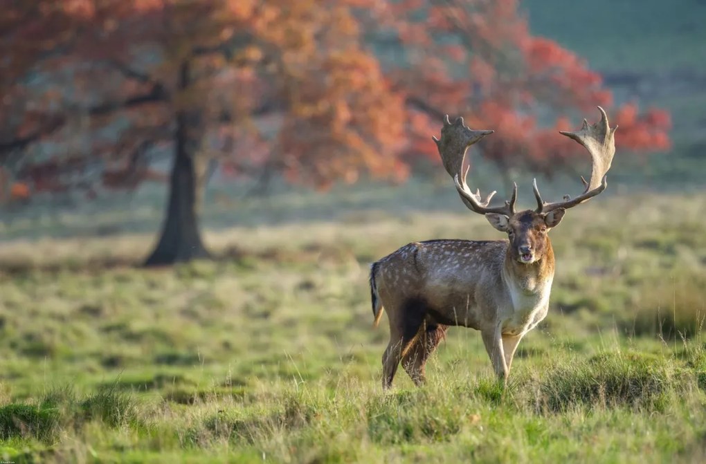 Poszter 86,4x56,8cm Szarvas a mezőn, Assaf Frank
