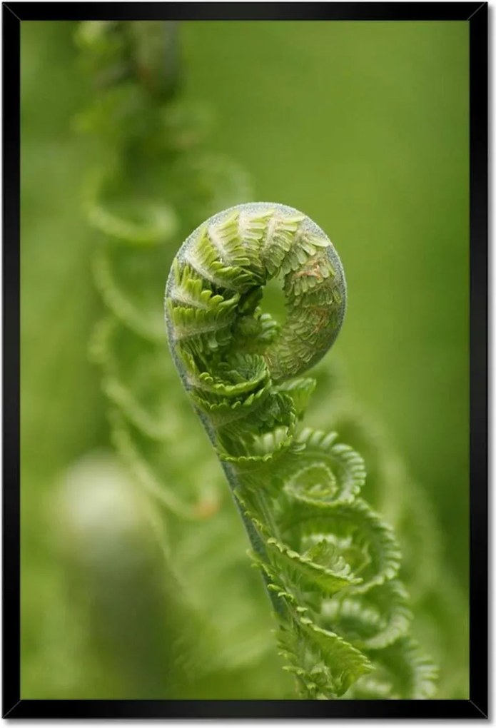 Poszter keretben 40x60 Páfrányok Erdő Zöld levél