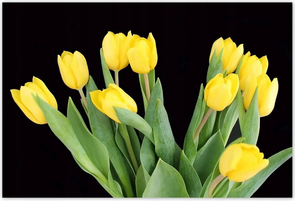 Poszterek 185x125 Sárga tulipánok