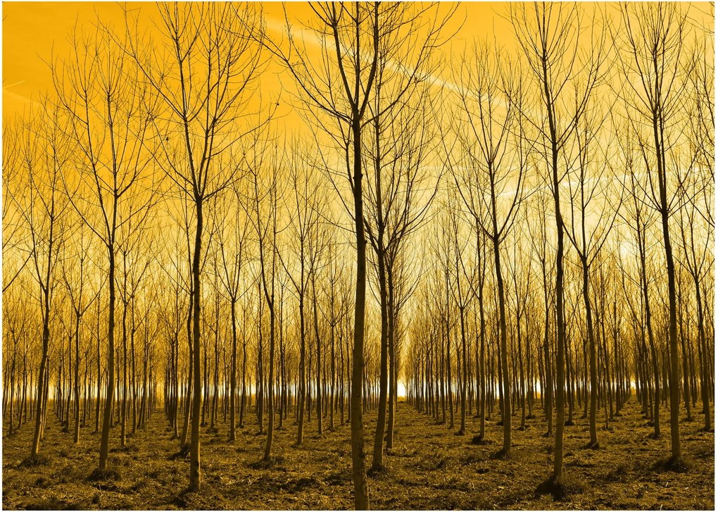 Kép - Faültetvény (üvegen) (70x50 cm)