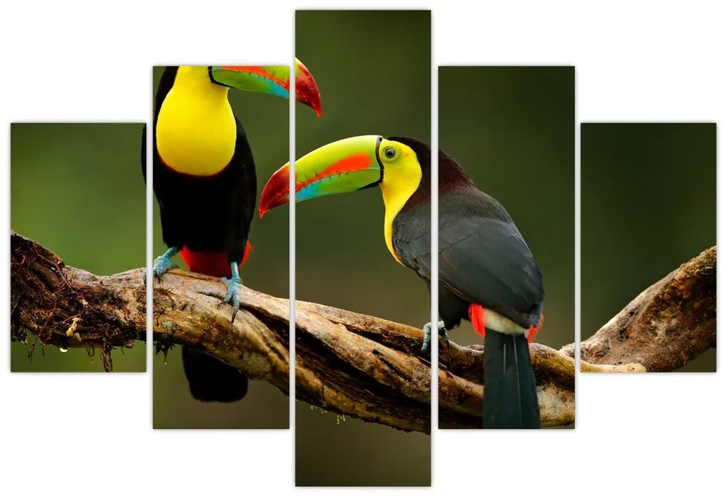 Ülő tukánok képe, Costa Rica (150x105 cm)