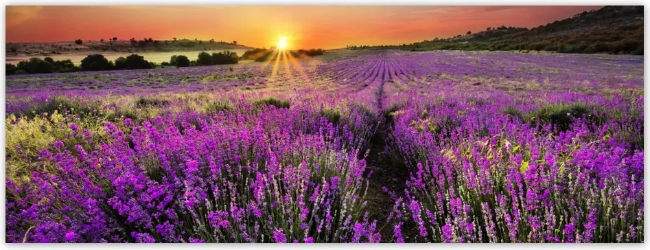 Fotótapéta flizelina 250x93 Levendula mező Nyugat