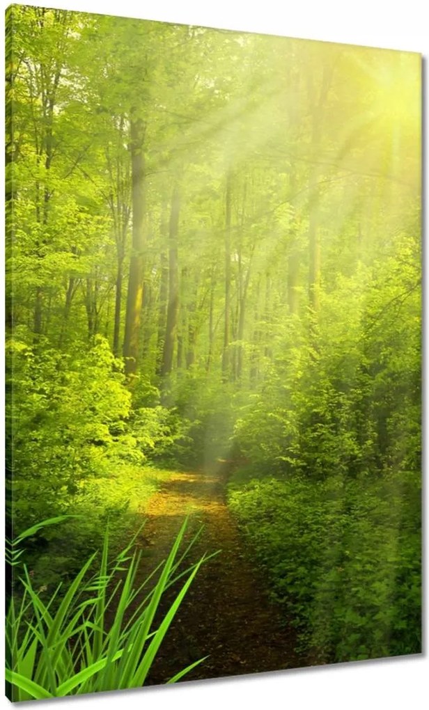 Vászonkép 70x100 Varázslatos erdő Tájkép