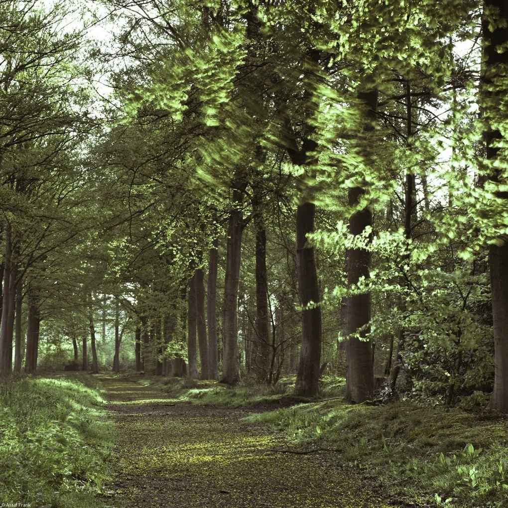 Poszter 30x30cm Tavaszi erdei ösvény 2, Assaf Frank