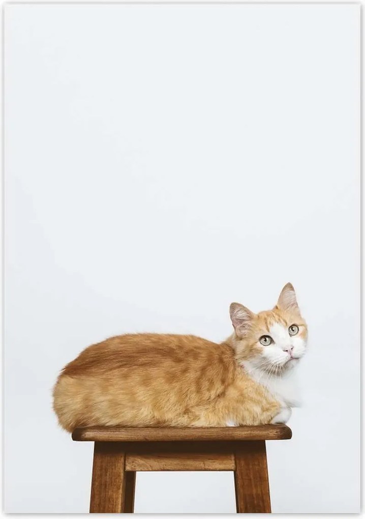 Poszterek 70x100 Cica Cicák