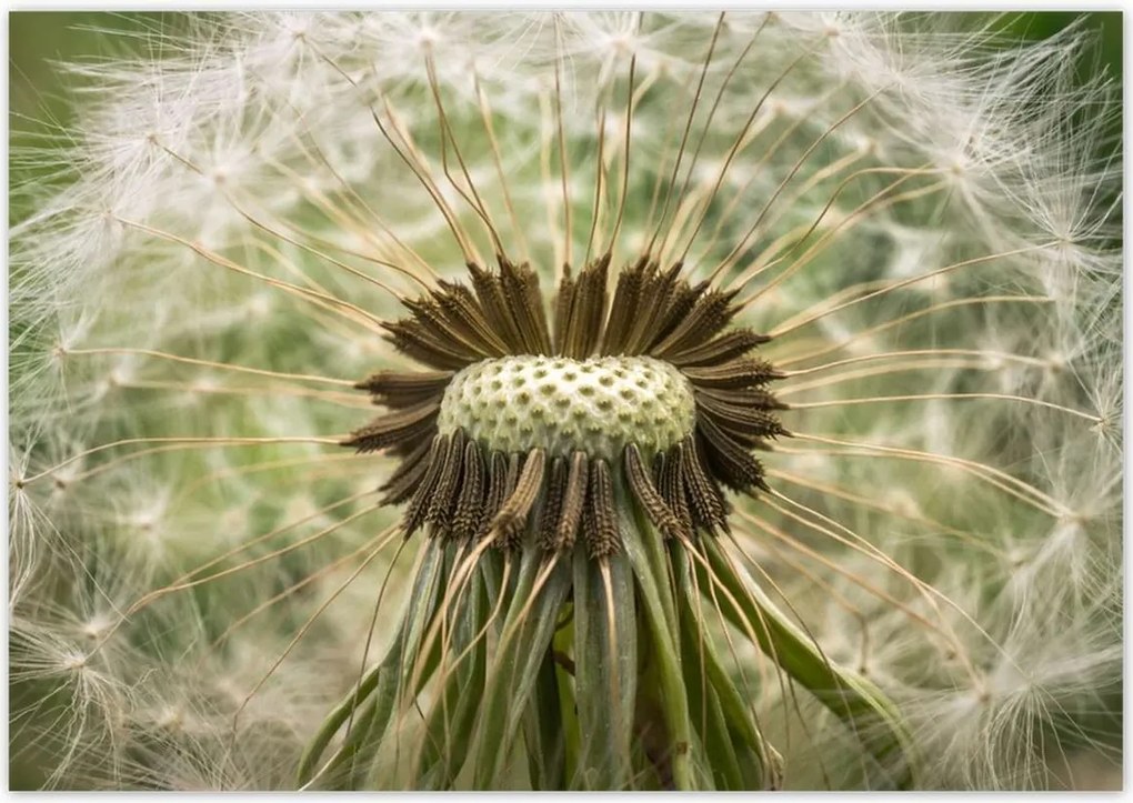 Poszterek 100x70 Pitypang makró fotó