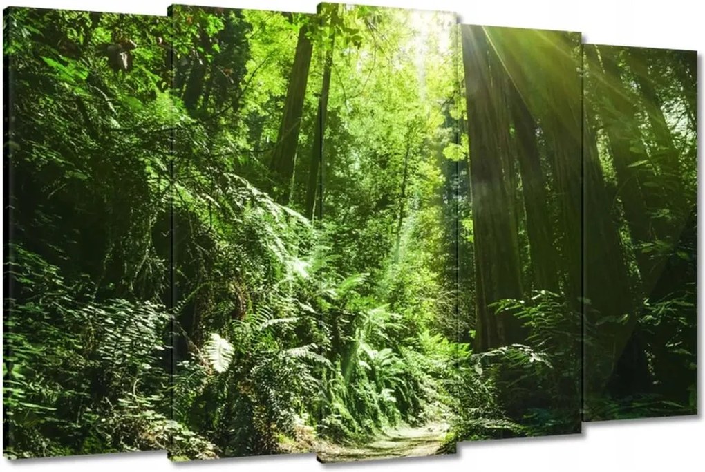 Festmények 150x95 Varázslatos erdő Tájkép