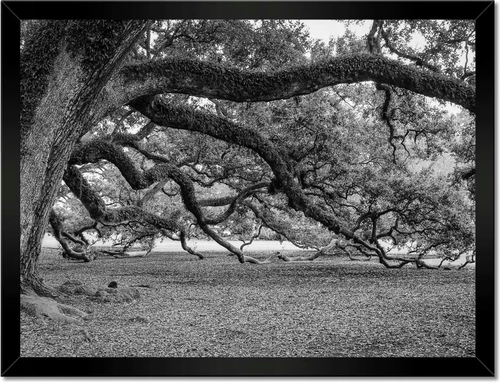 Poszterek keretben 40x30 Erőteljes tölgyek