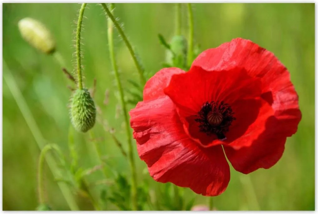 Poszterek 120x80 piros mezei pipacs