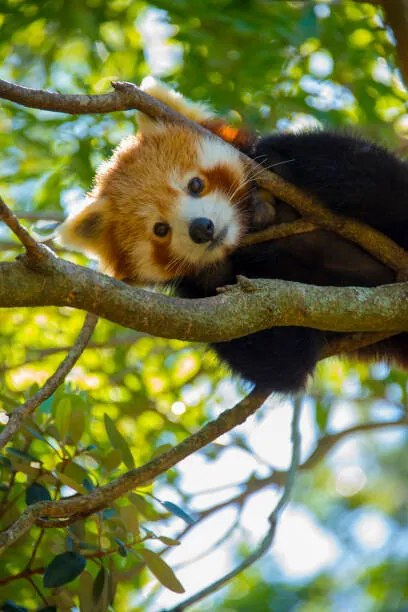 Fotográfia Red Panda, NoodlePix