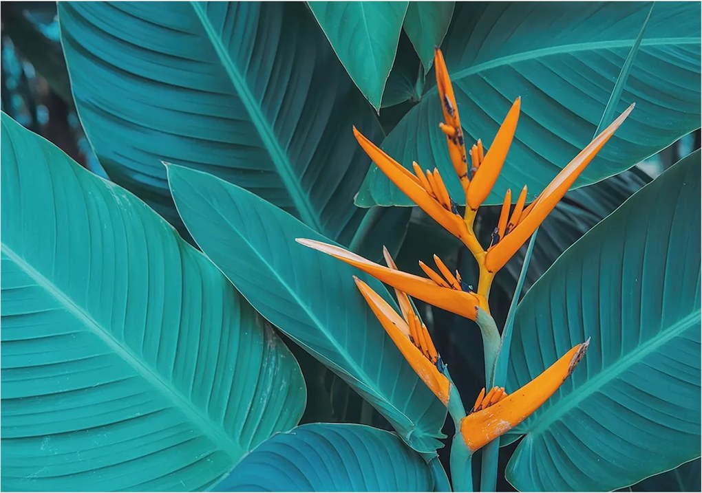 Design fotótapéta Flizelin falra Leveles virágok 208x146 Ragasztó