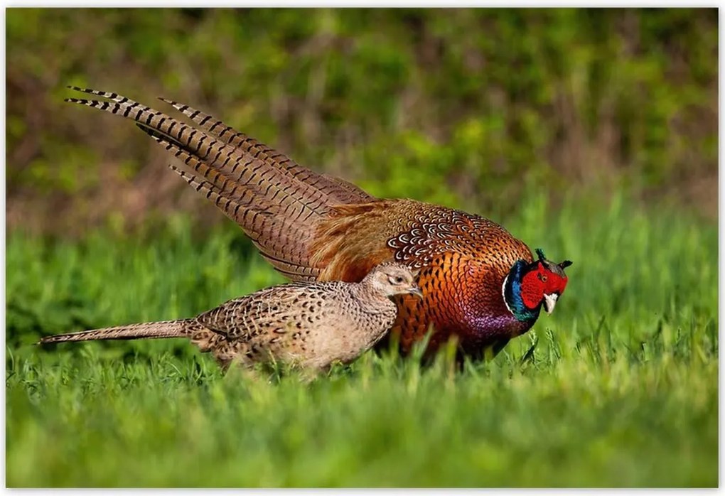 Poszterek 185x125 Fácán család Madarak