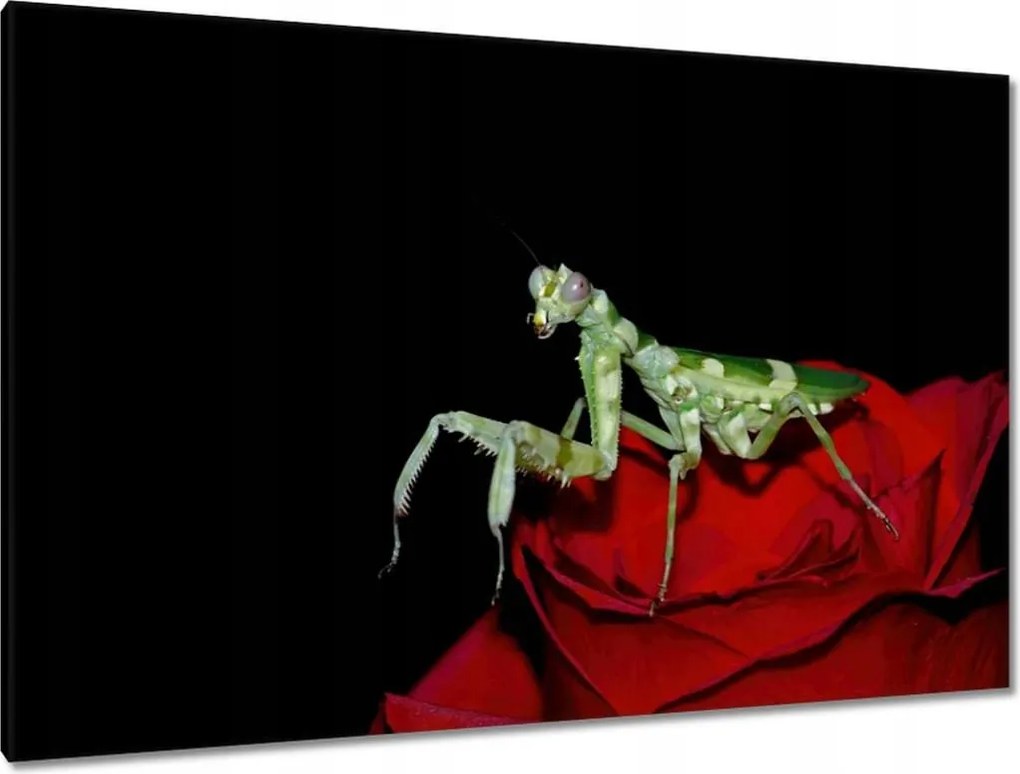 Vászonkép 120x80 Sáska piros virág