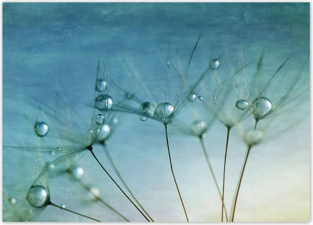 Poszterek 70x50 Pitypang Virág Virágok