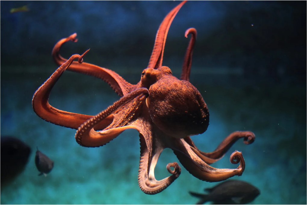 Kép - Octopus (90x60 cm)