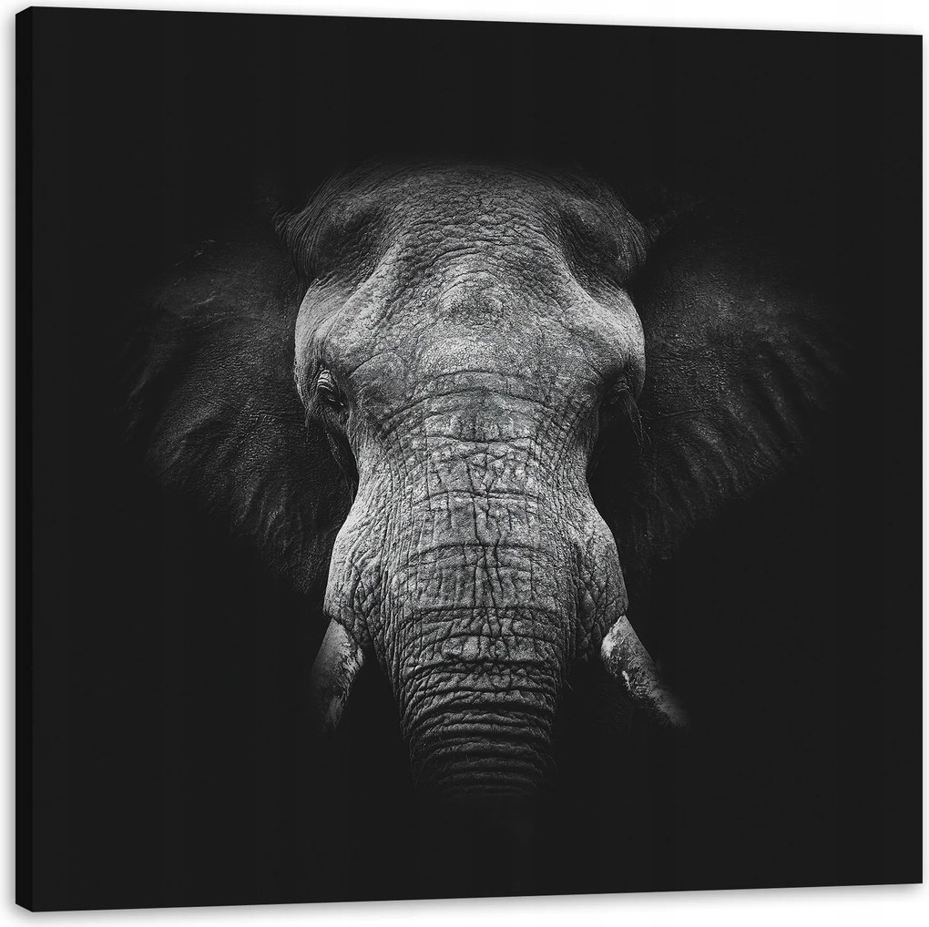 Vászonkép Szürke elefánt arca ormány agyar 50X50 cm
