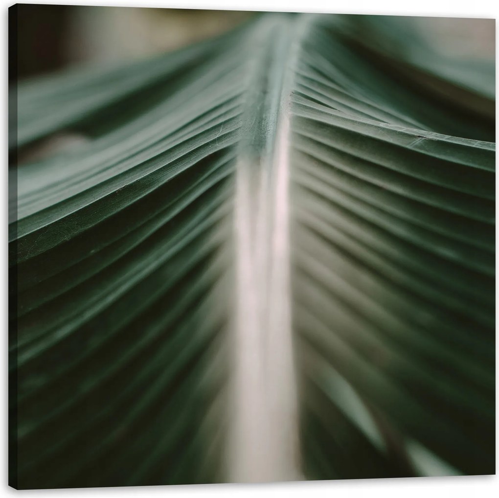 Vászonkép Természet Pálmalevél 40x40
