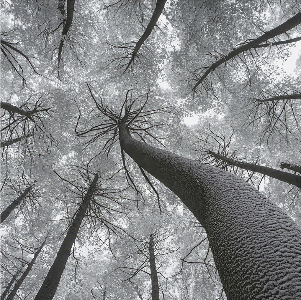 Flizelin tapéta Divatos 3D fali ragasztó Téli tájkép 250x250 ragasztó