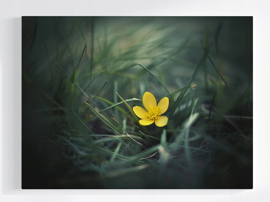 Vászonkép Canvas Kert Rét Fű Sárga Virág Tavasz Természet 80x60