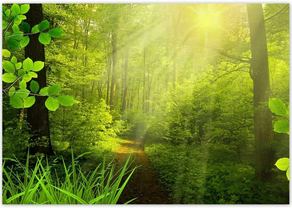 Poszterek 100x70 Varázslatos erdő Tájkép