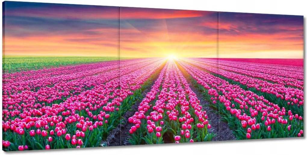 Vászonkép 210x100 Tulipánok tengere Virágok