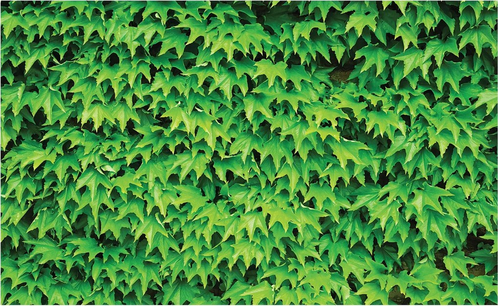 Fotótapéta Kúszónövények Zöld Levelek Öko Natura 200x140 hálószoba nappali +ragasztó