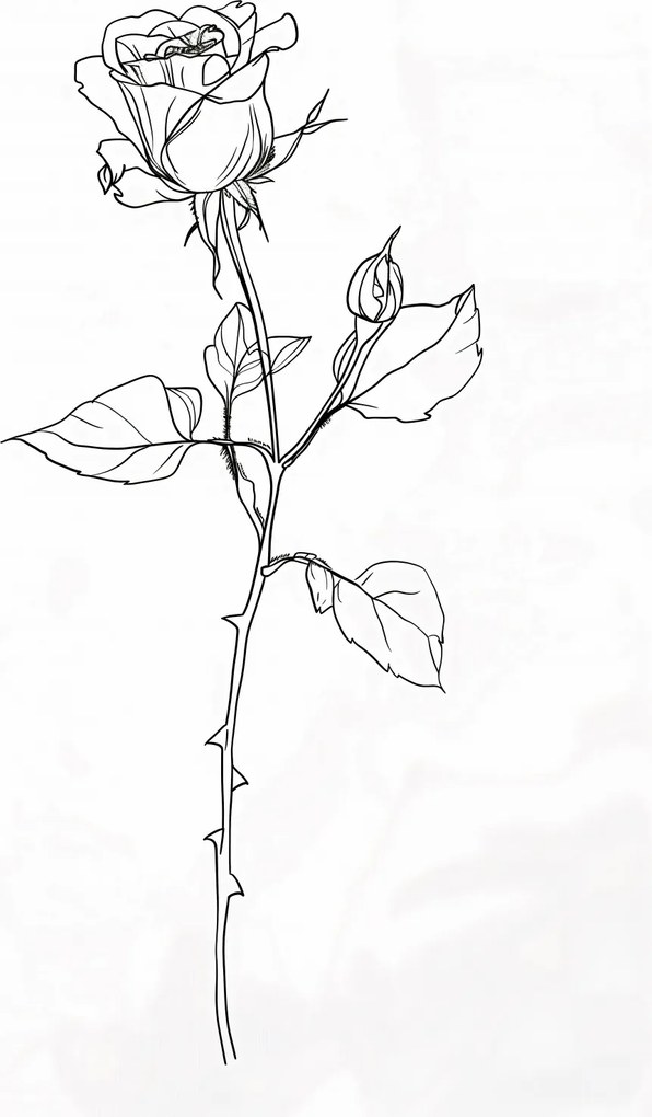 Poszter 68x101cm Rózsa kontúr