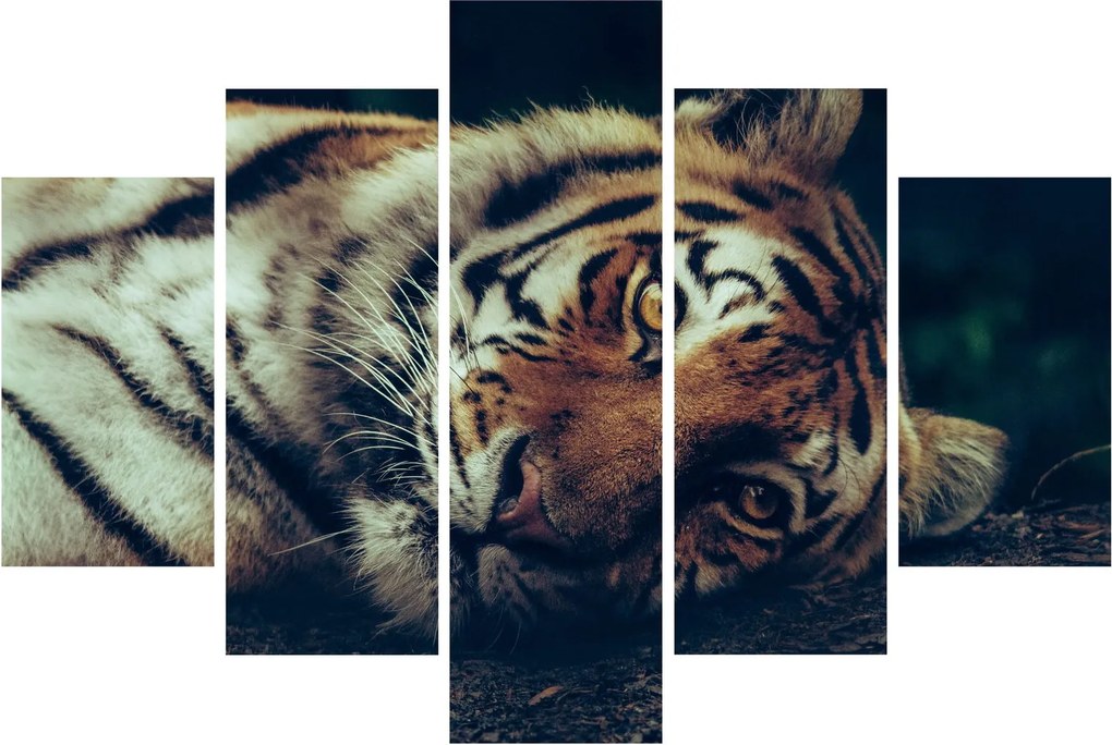 Kép - Szibériai tigris (150x105 cm)