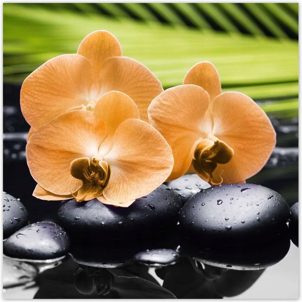 Poszterek 140x140 Narancssárga orchideák