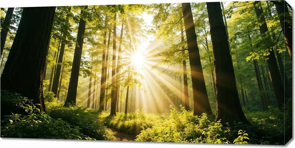 Vászonkép 100x50cm Hálószoba Nappaliba Panoráma Erdő