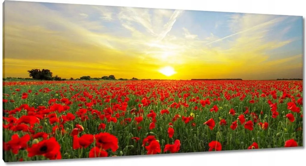 Vászonkép 115x55 Pipacsmező nyugattal