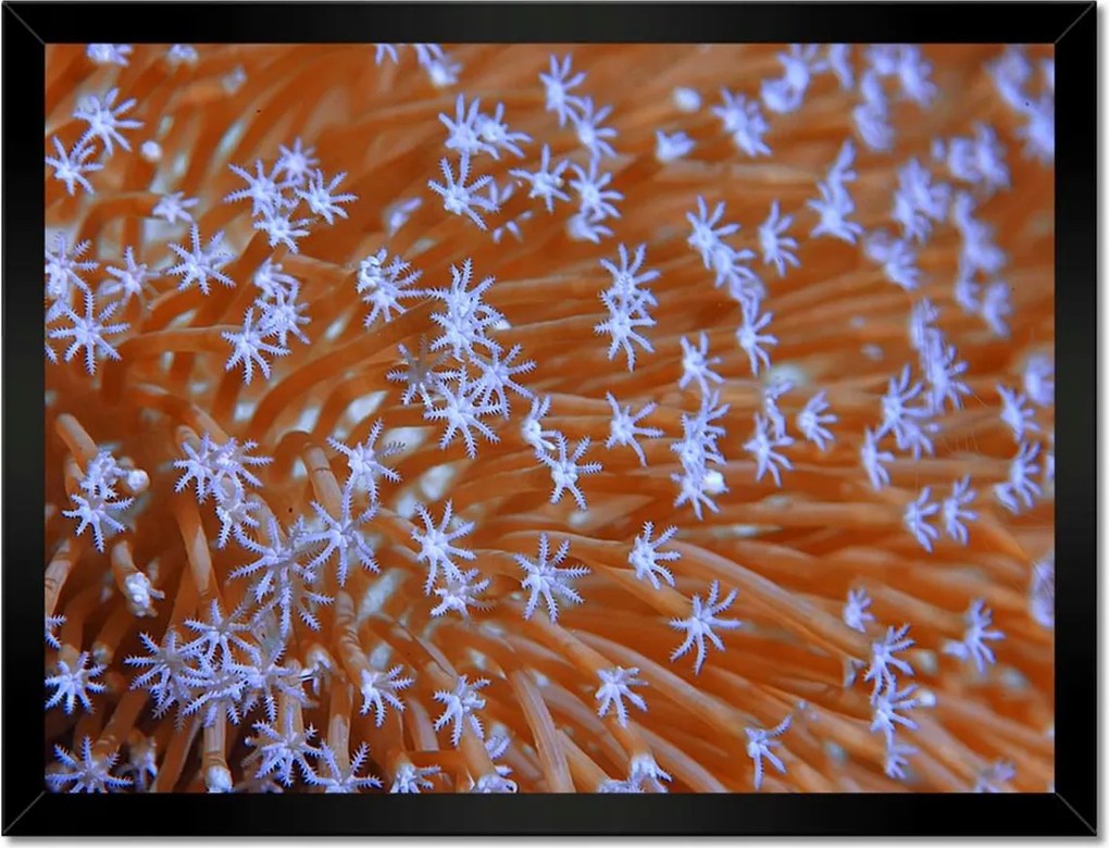 Poszterek keretben 40x30 Víz alatti korallzátony