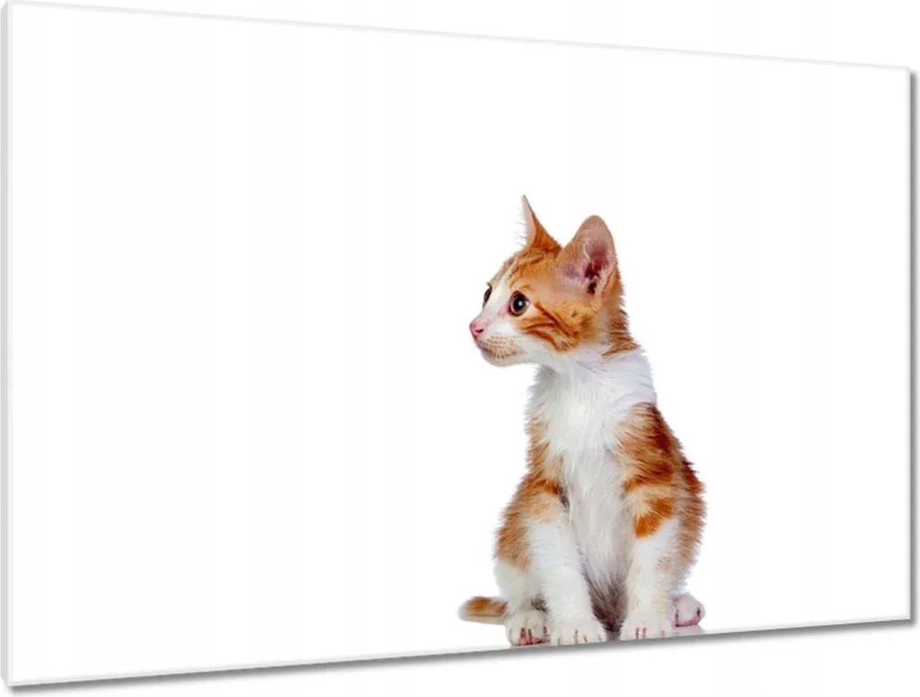 Képek 120x80 Cica Cicák Macskák