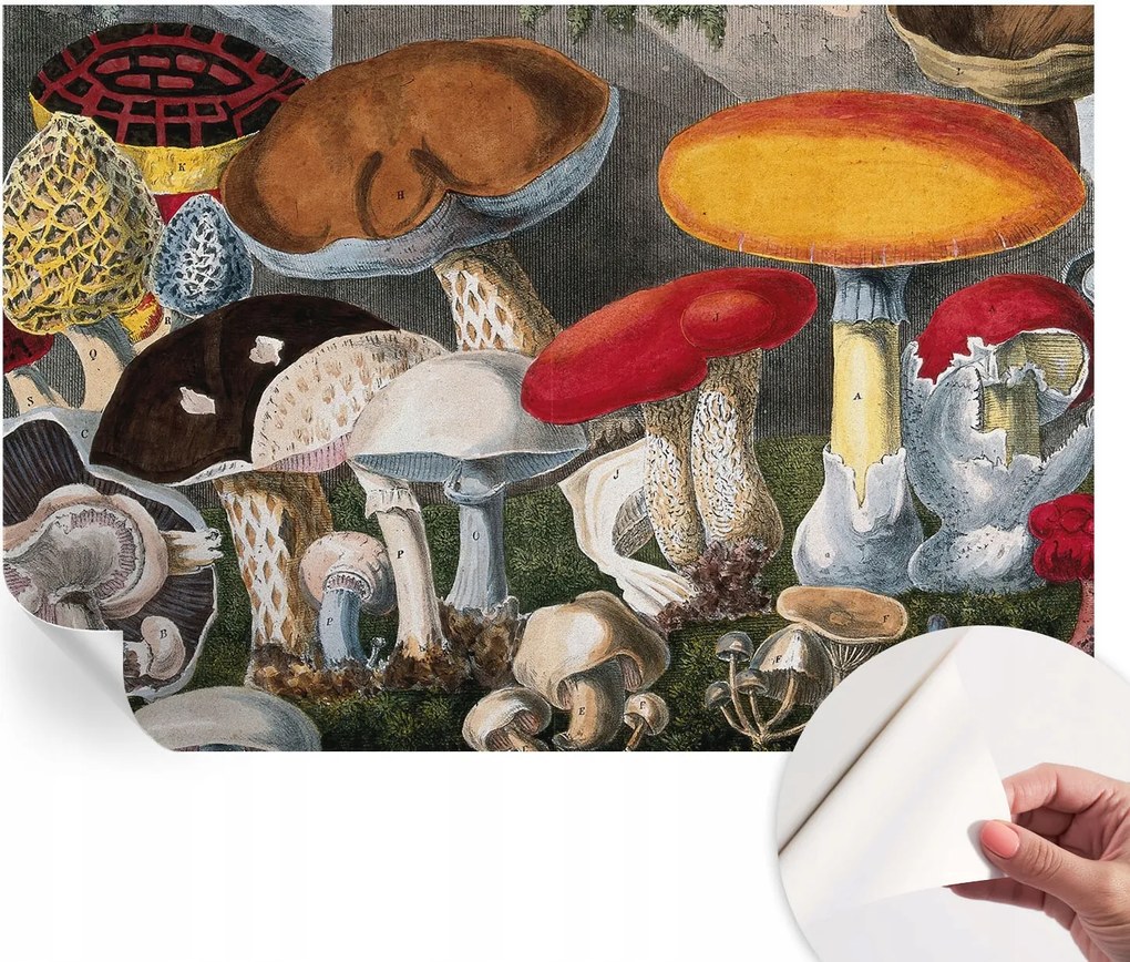 Matt öntapadós fotótapéta Falra Botanikus gombák 152x104 cm