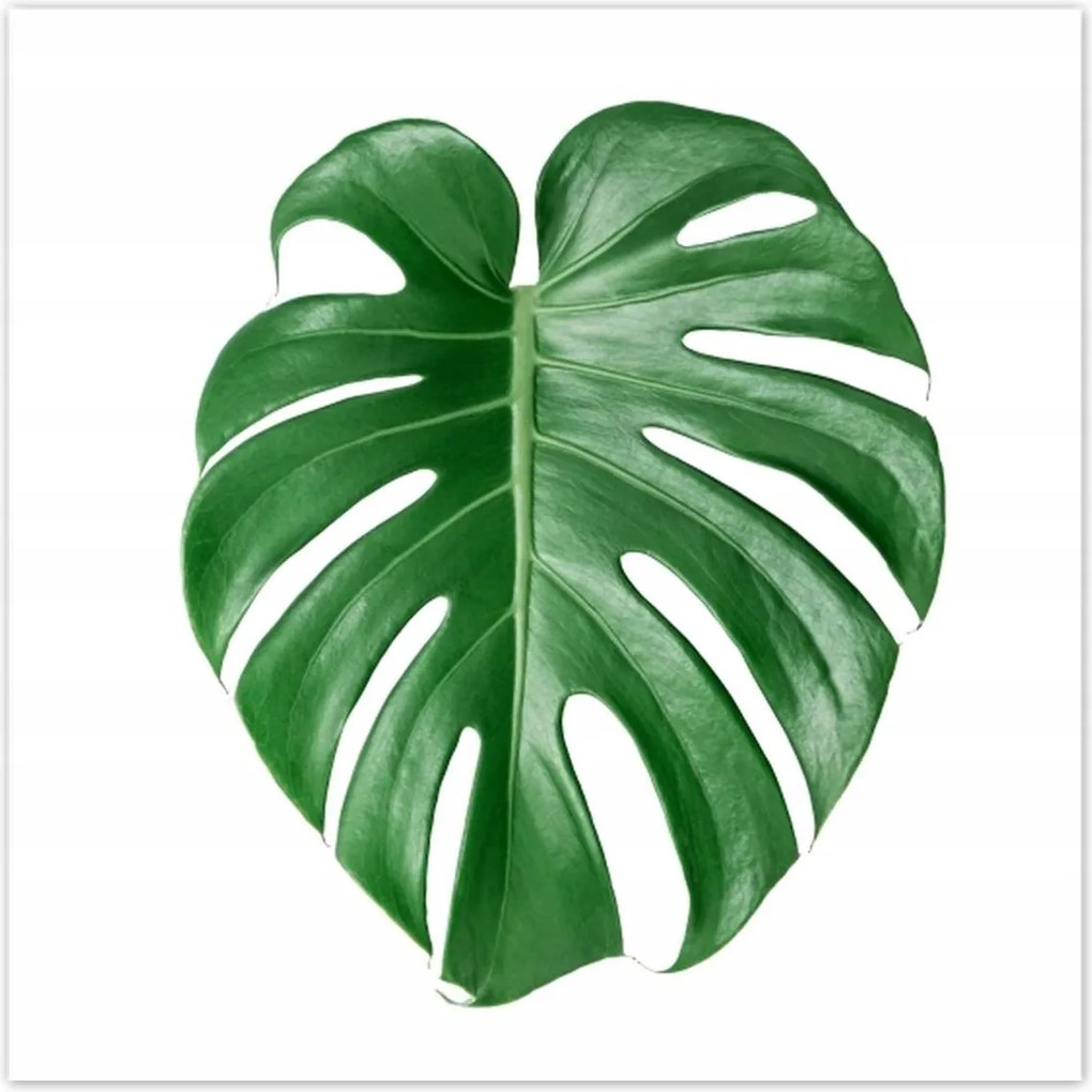 Poszterek 140x140 Monstera Lyukas levél