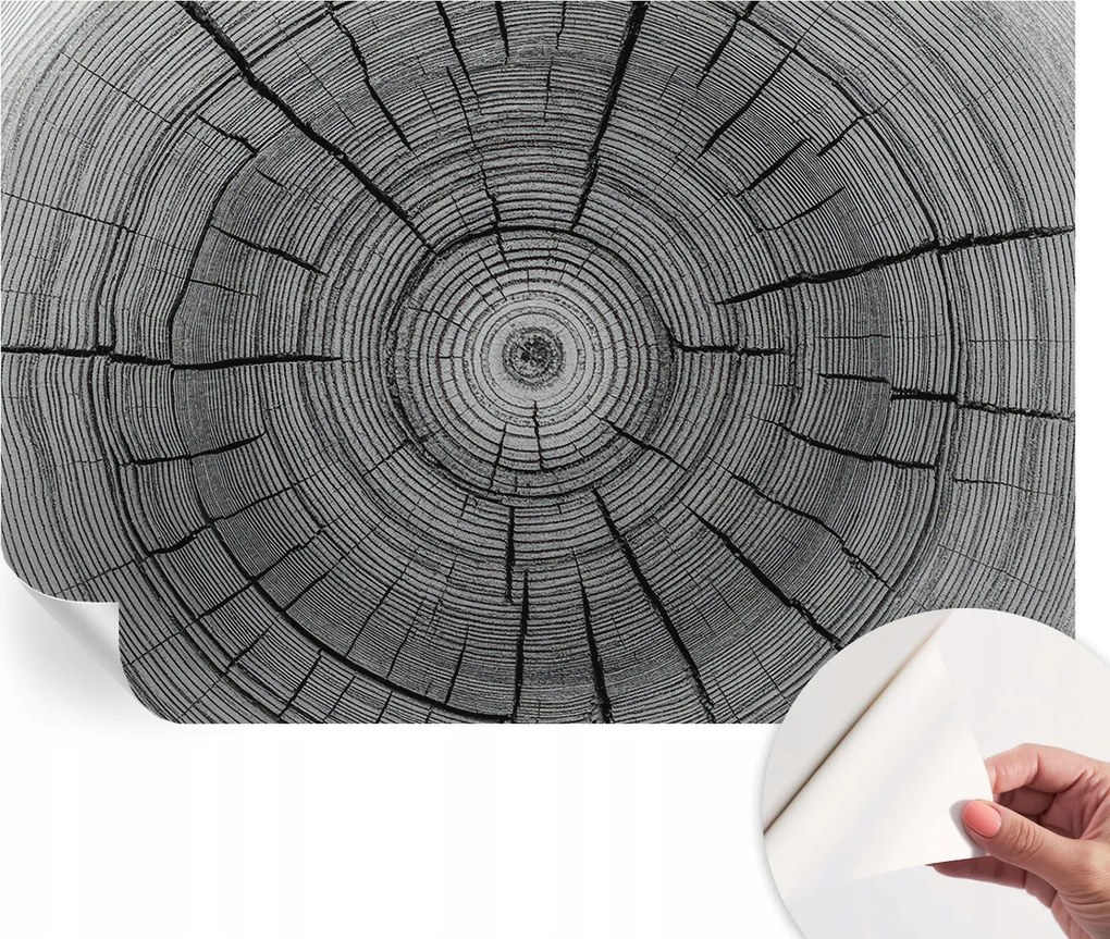 Öntapadós fotótapéta Nappaliba és Hálószobába Erdei harmónia 104x70