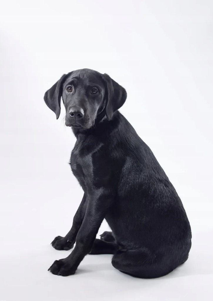 Poszter 67,5x95cm Fekete labrador fehér alapon 2, Assaf Frank