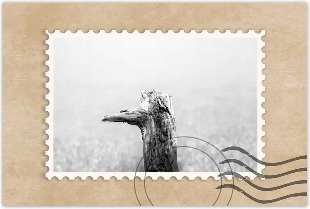 Poszterek 60x40 Tengerpart Gyökér Homok