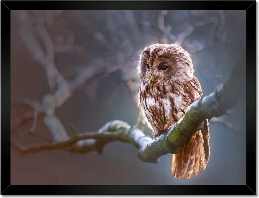 Poszterek keretben 40x30 Bagoly az ágon Ragadozó